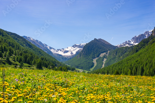 Summer in the Alps. Blooming alpine meadow and lush green woodland set amid high altitude mountain range.