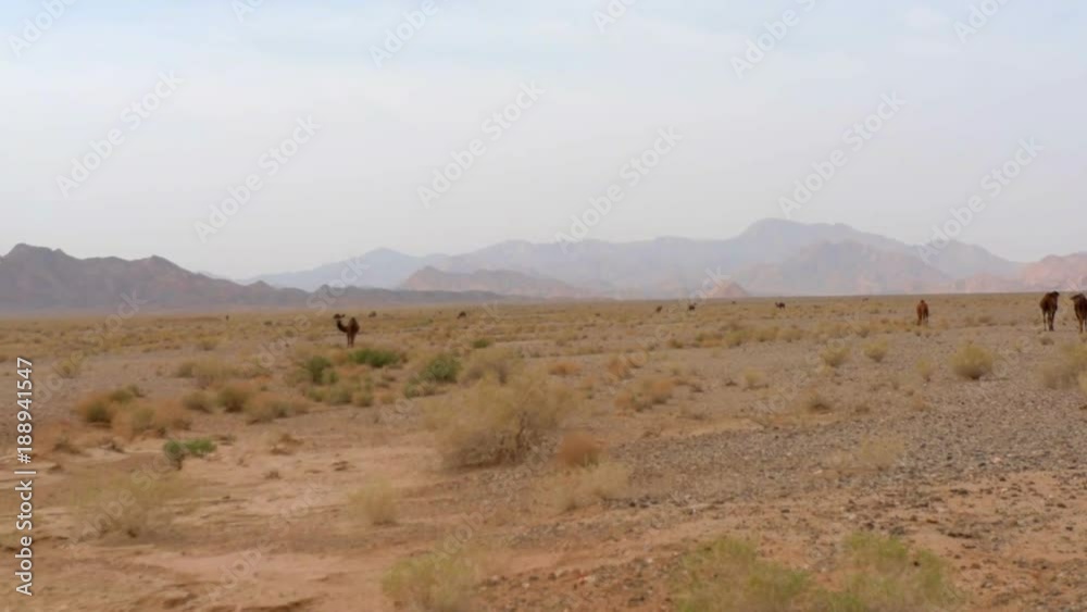 wild camels in the desert wild camels in the desert