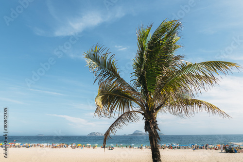 Single palm tree with out of focus Ipanema beach, Brazil © Alexandre Rotenberg