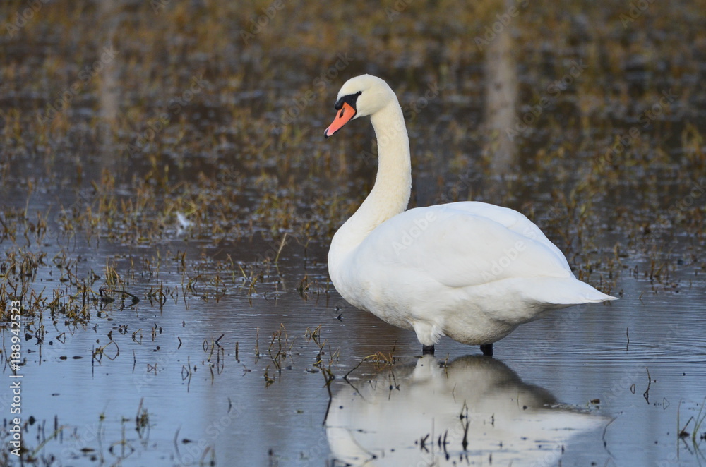 Obraz premium Łabędź niemy (Cygnus olor)
