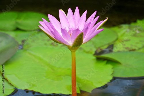 Pink Lotus Flower with Green Leaves in the Pond