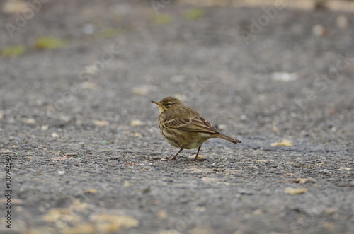 Pipit maritime (Anthus petrosus) photo