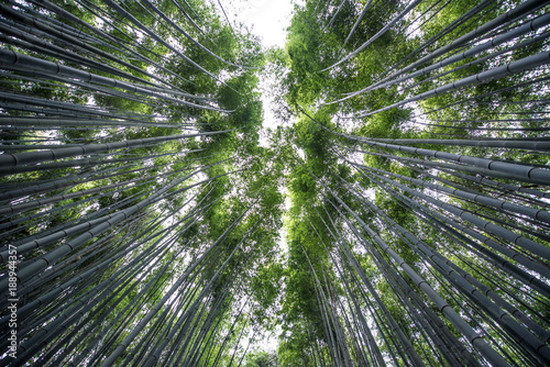 Bamboo forest in Arashiyama, kyoto