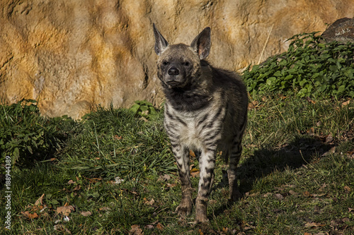 Portrait of Striped Hyena.