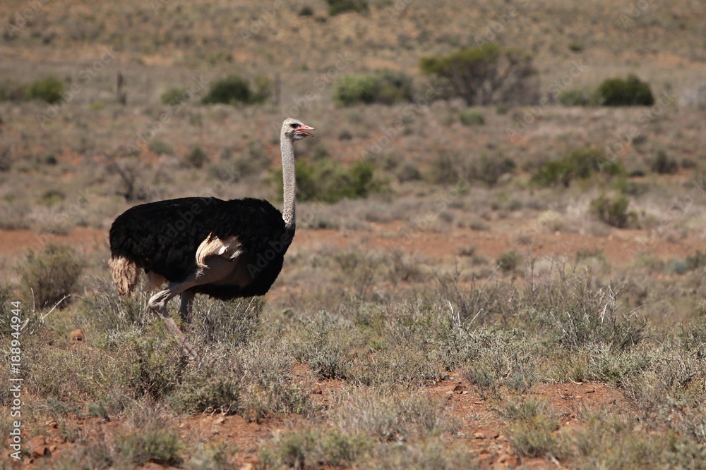 Naklejka premium Animals in Karoo National Parks