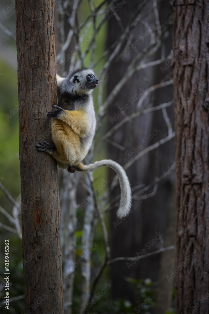 Obraz premium Diademed Sifaka - Propithecus diadema, east coast rain forest, Madagascar: Endangered lemur from Madagascar rain forest. Cute primate. 