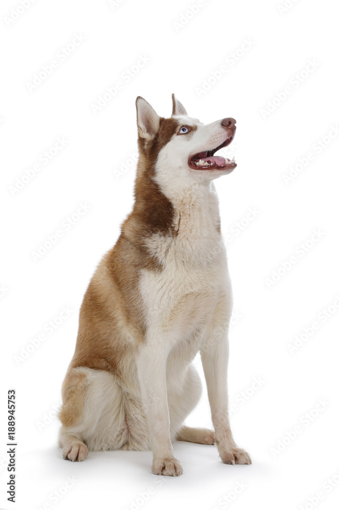 chien race Husky mâle yeux bleus pelage brun marron yeux bleus sur fond  blanc détouré Stock Photo | Adobe Stock