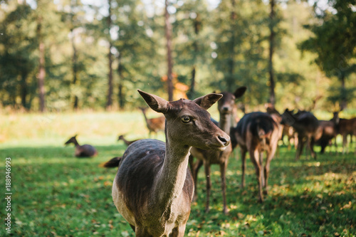 Fototapeta Naklejka Na Ścianę i Meble -  A group of young deer walks through a warm green sunny meadow in a forest next to the trees. A young deer in a natural habitat in the foreground.