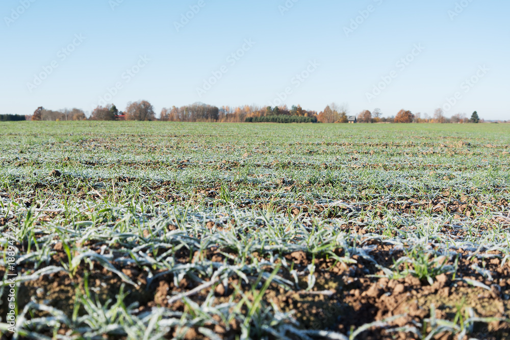 Fototapeta premium Wheat field in cold morning.