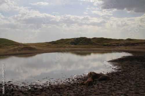 Tableau sur toile two lions lying by a water hole