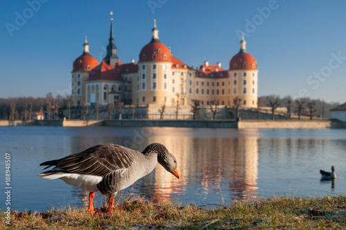 Schloss Moritzburg an einem sonnigen Wintertag mit Gaugänsen im Vordergrund