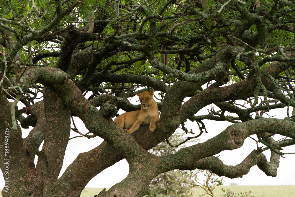 Southern African lioness (Panthera leo), species in the family Felidae and a member of the genus Panthera, listed as vulnerable, in Serengeti National Park, Tanzania Southern African lioness (Panthera leo), species in the family Felidae and a member of the genus Panthera, listed as vulnerable, in Serengeti National Park, Tanzania