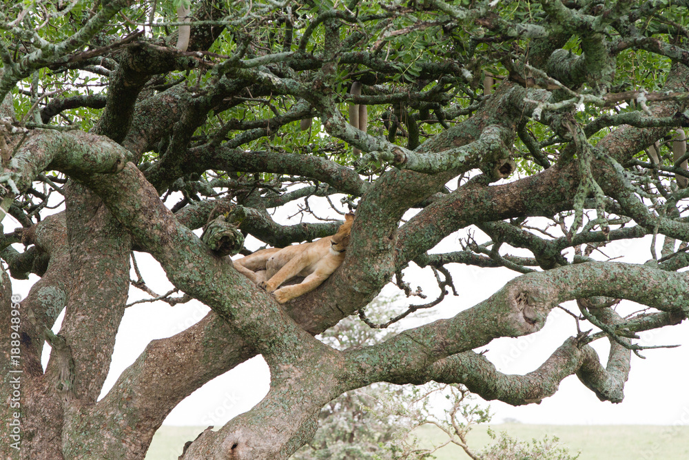 Southern African lioness (Panthera leo), species in the family Felidae and a member of the genus Panthera, listed as vulnerable, in Serengeti National Park, Tanzania