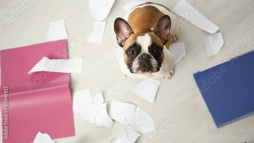 A domestic pet has taken on a home. Torn documents on white floor. Pet care abstract photo. Small guilty dog with funny face.