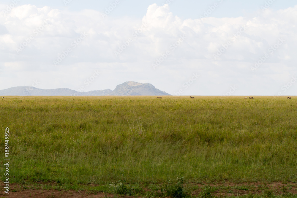 Fototapeta premium Serengeti National Park, Tanzanian national park in the Serengeti ecosystem in the Mara and Simiyu regions