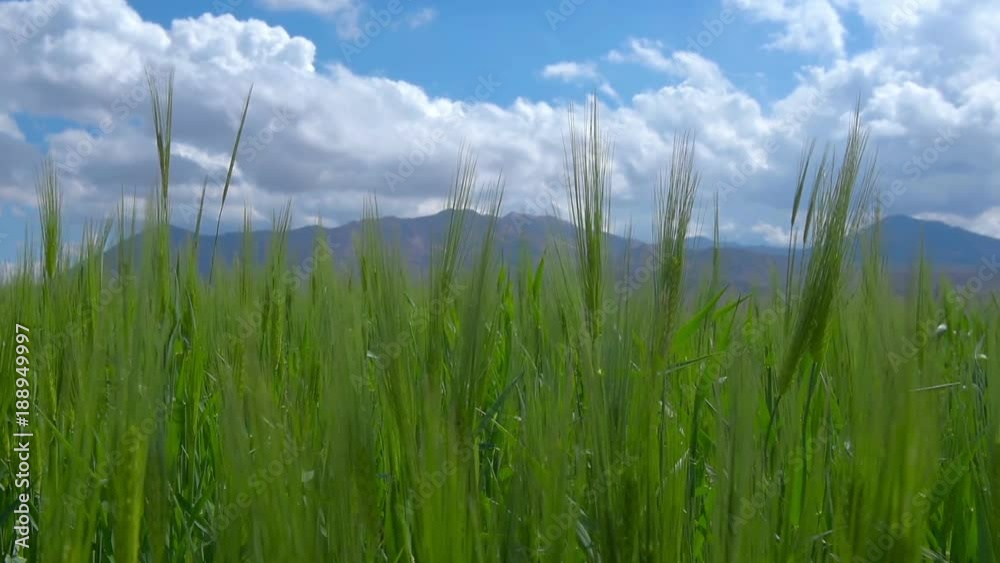 field of green wheat, in the background mountains, beautiful white clouds in the sky field of green wheat, in the background mountains, beautiful white clouds in the sky