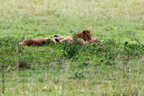 Southern African lioness (Panthera leo), species in the family Felidae and a member of the genus Panthera, listed as vulnerable, in Serengeti National Park, Tanzania