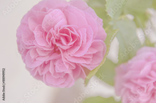 Rosen in pink, Grußkarte