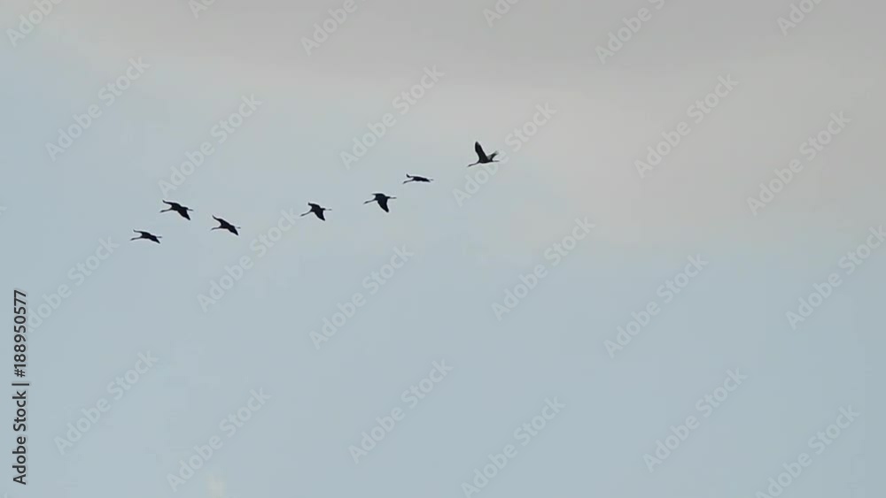 flock of migratory birds against the background of clouds