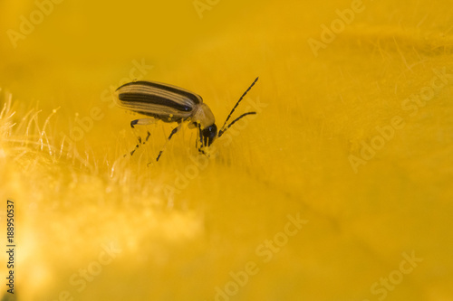 Striped cucumber beetle (Acalymma vittatum)  photo