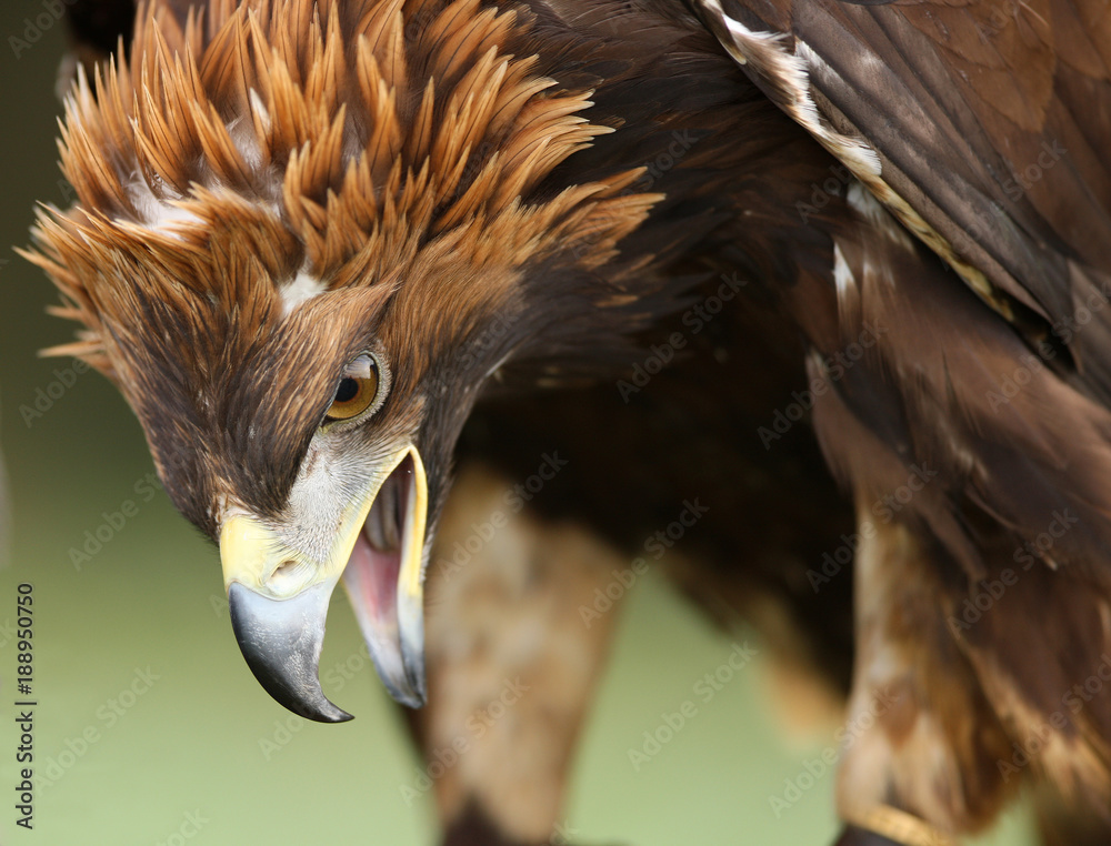 Fototapeta premium Close up of an angry looking golden eagle