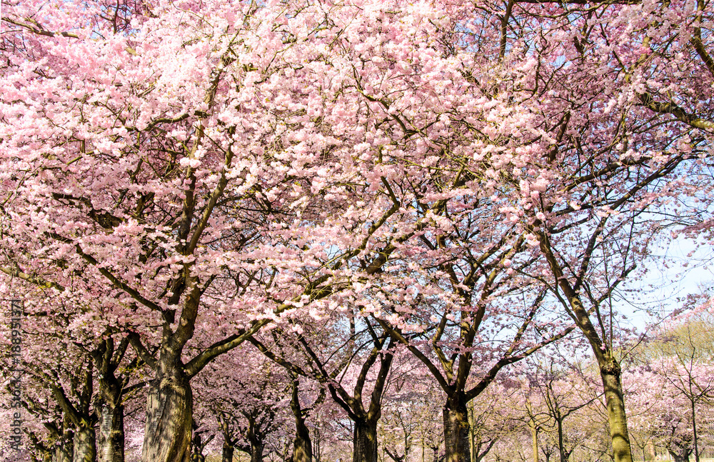 Japanische Kirschblüten, Glückwunsch, Lebensfreude, Glück, Auszeit, Frühlingserwachen, alles Liebe: Verträumte zarte Kirschblüten vor blauem Frühlingshimmel :) Japanische Kirschblüten, Glückwunsch, Lebensfreude, Glück, Auszeit, Frühlingserwachen, alles Liebe: Verträumte zarte Kirschblüten vor blauem Frühlingshimmel :)