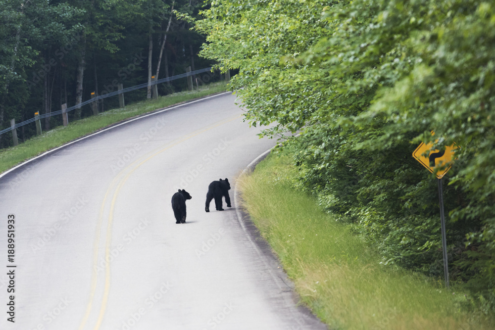 Naklejka premium Black bear cubs crossing the road in Quebec, Canada