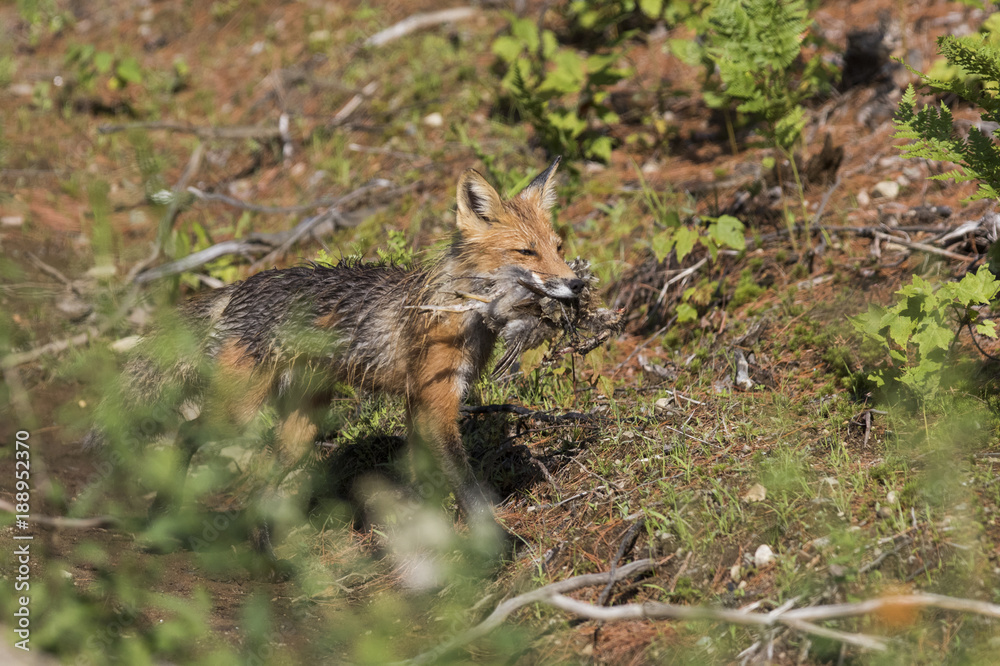 Red fox with prey - ruffed grouse chicks (Bonasa umbellus) 