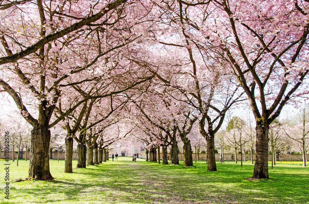 Japanische Kirschblüten, Glückwunsch, Lebensfreude, Glück, Auszeit,  Frühlingserwachen, alles Liebe: Verträumte zarte Kirschblüten vor blauem Frühlingshimmel :)