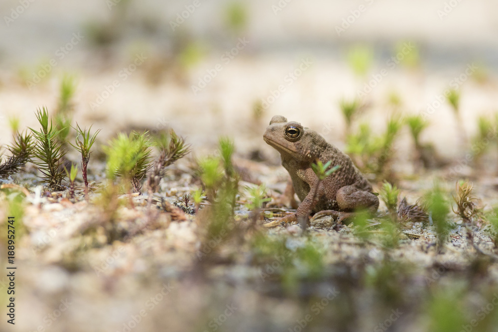 American toad (Anaxyrus americanus, formerly Bufo americanus) baby American toad (Anaxyrus americanus, formerly Bufo americanus) baby