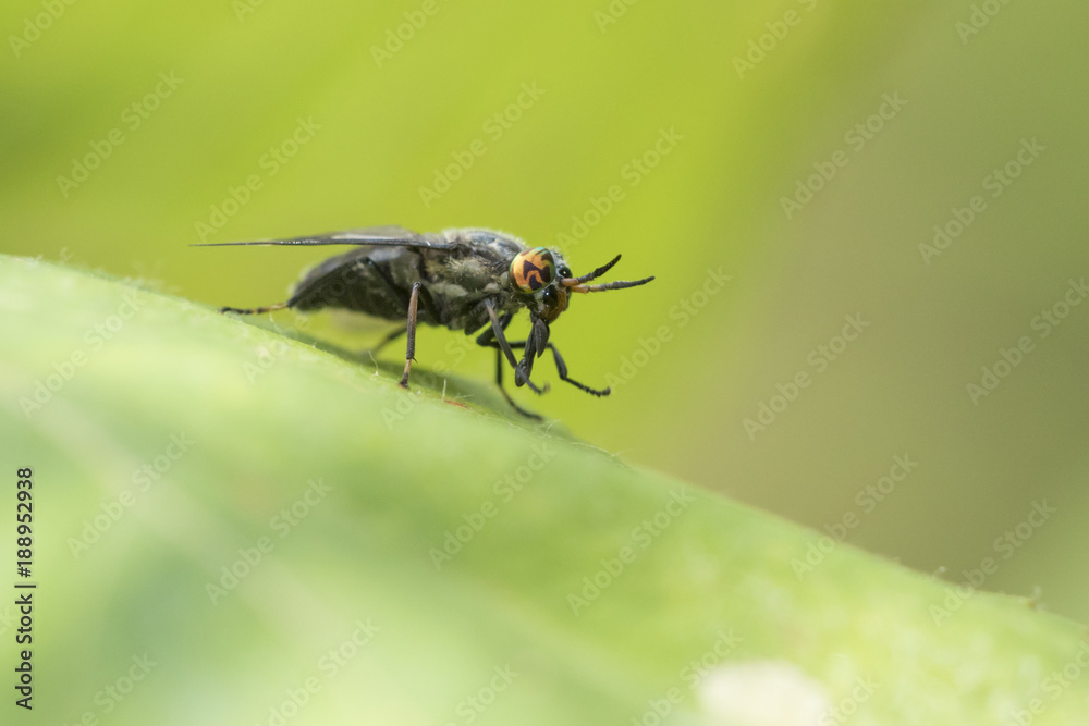 Deer fly (Chrysops excitans) Deer fly (Chrysops excitans)