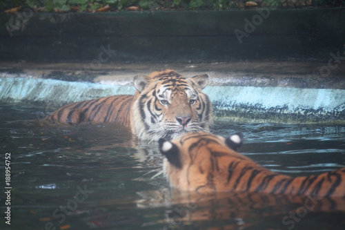 Fototapeta Naklejka Na Ścianę i Meble -  tiger look at tiger in pool