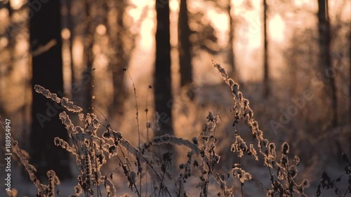 Wallpaper Mural trees in the winter forest landscape Torontodigital.ca