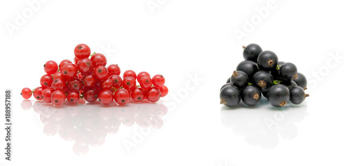 red and black currants on a white background