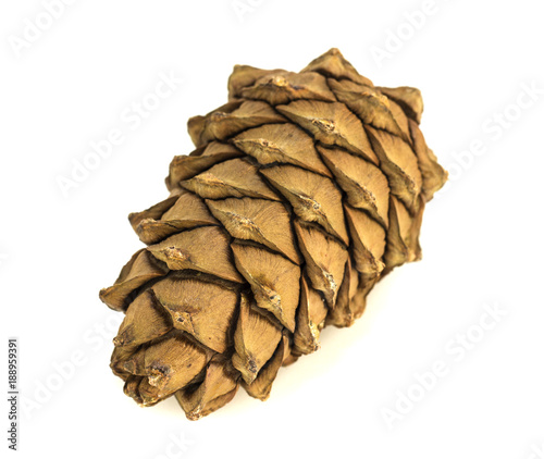 Isolated pinecone with white background