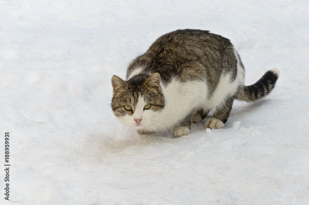 wild cat during the winter hunting smelled the smell of the prey, crouched and ready to pounce on the victim