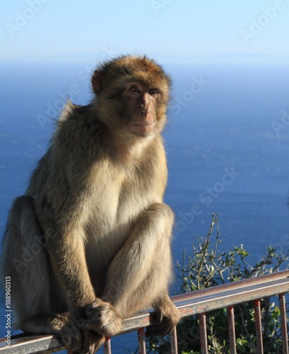 Gibraltar Affen 1 © teammaerker