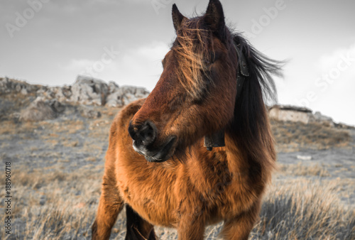 Fototapeta Naklejka Na Ścianę i Meble -  portrait of beautiful basque horse pottok in countryside mountains in basque country in selective color, france