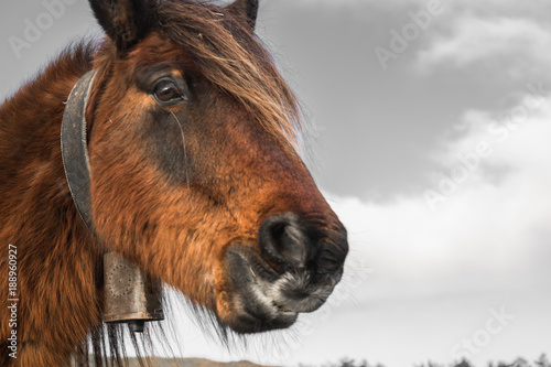 Fototapeta Naklejka Na Ścianę i Meble -  portrait of beautiful basque horse pottok in countryside mountains in basque country in selective color, france