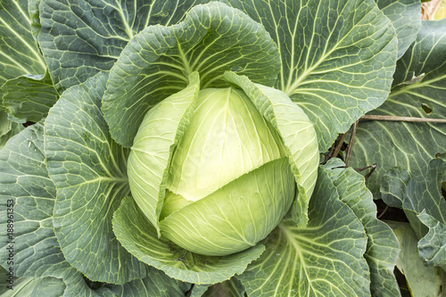Cabbage field agriculture