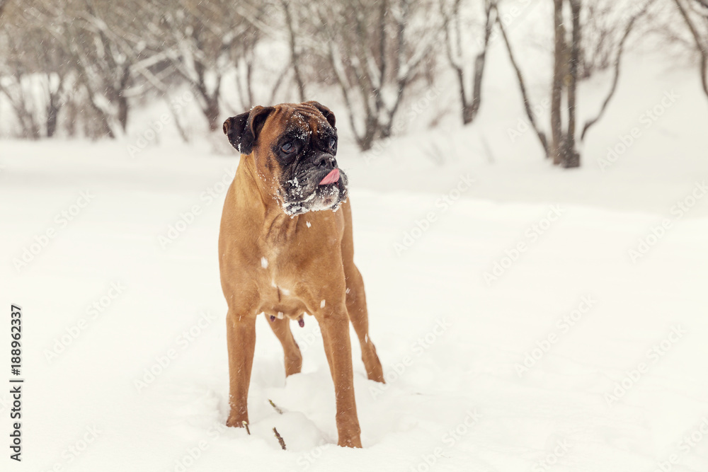 Dog boxer for a walk in winter
