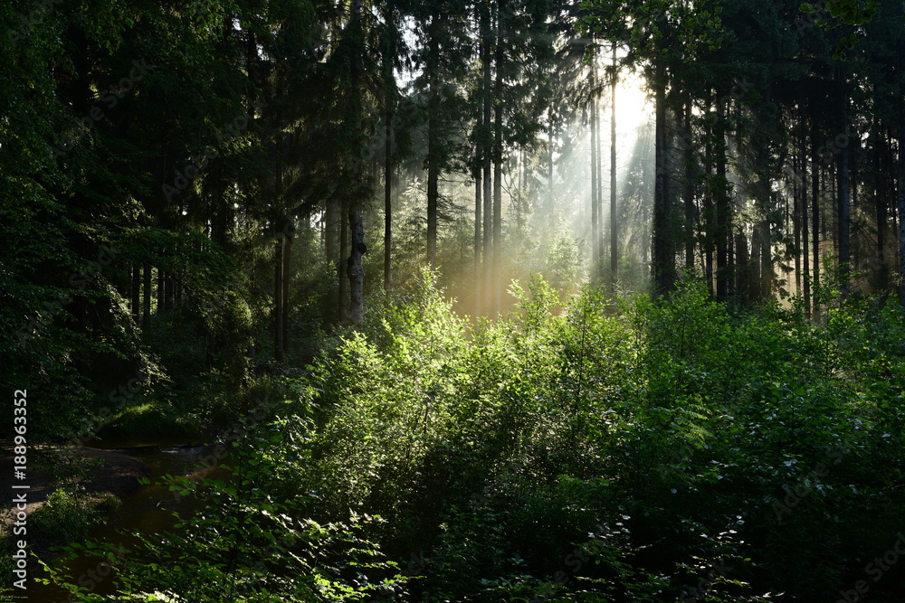 Sunrise in the forest with sunbeams shining through the trees Sunrise in the forest with sunbeams shining through the trees