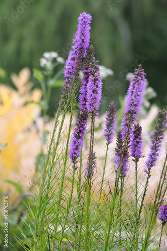 purple flowers spikelets