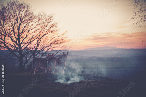 Tschechoslowakische Wolfshunde in der Abendd  mmerung vor einem Lagerfeuer