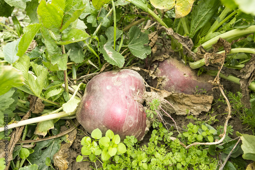 Turp Tarlası