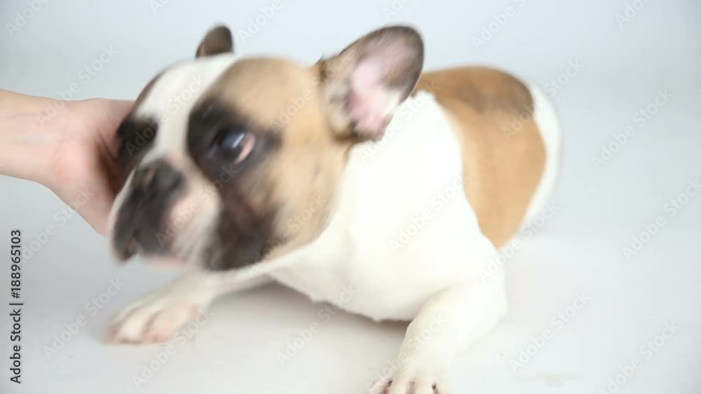 the landlady strokes and scratches her dog. care for your pet. funny little French bulldog the landlady strokes and scratches her dog. care for your pet. funny little French bulldog