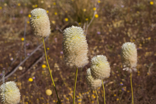 Large Green Pussytail  Ptilotus macrocephalus  Wiluna  Western Australia  Australia