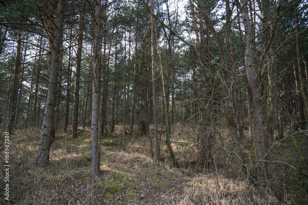 Obraz premium Trees in the forest. Slovakia 