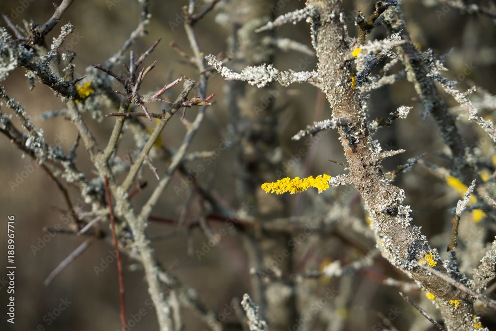 Dry branch covered by mushroom and moss. Slovakia Dry branch covered by mushroom and moss. Slovakia