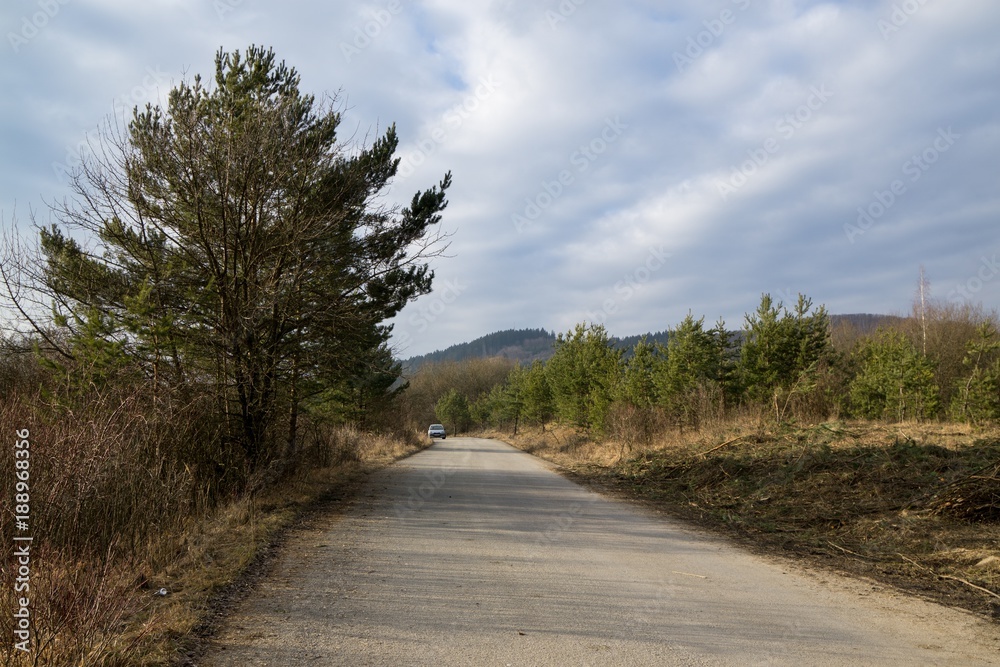 Magic trees and paths in the forest. Slovakia